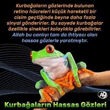 Https Www Instagram Com Bilgikupu Tv Kurbagalar Kurbaga
