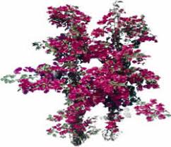 Cómo cuidar una santa rita. Santa Rita Bush Picture For Renders 1 11 Mb Bibliocad