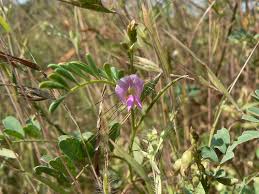 Image result for Tephrosia linearis