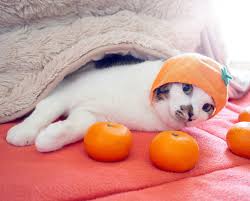However, oranges are not something that cats typically eat on a daily basis. Can Cats Eat Oranges Are Oranges Safe For Cats Cattime Cat Facts Cats Oranges