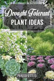 20 Drought Tolerant Plants For Your Low Maintenance Garden Beautiful And Attra Drought Tolerant Landscape Drought Tolerant Garden Low Maintenance Garden