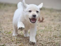 Check spelling or type a new query. English Labrador Puppies Texas Labradors Dallas Labradors Zarate Labradors