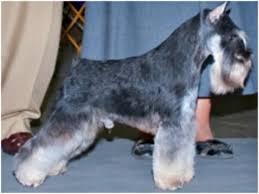 Black And Silver Miniature Schnauzer A Beautiful Stack On This Black And Silver Miniature Schnauzer Schnauzer Grooming Miniature Schnauzer Schnauzer Breed