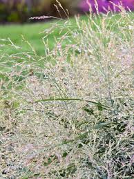 Image result for Panicum nervatum