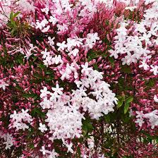 Image result for Jasminum polyanthum