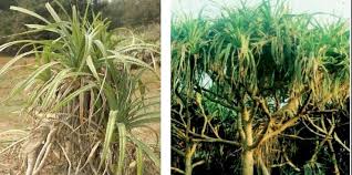 Image result for Pandanus odoratissimus