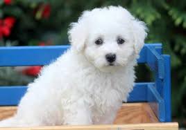 Black Bichon Frise Puppy For Sale Dexter Bichon Frise Puppy For Sale Keystone Puppies Pug Puppies Black Pug Puppies Pug Puppies For Sale