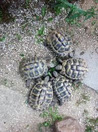 Bild dreef atsimo andrefana nach 2009 nahm die wilderei in madagaskar zu, als ein politischer coup das land in eine wirtschaftliche abwärtsspirale stürzte und den umweltschutzmaßnahmen schwächte. Mein Leben Mit Griechischen Landschildkroten