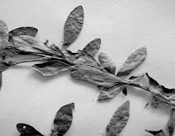 Image result for Gymnosporia tenuispina