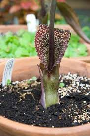 Image result for Sauromatum venosum