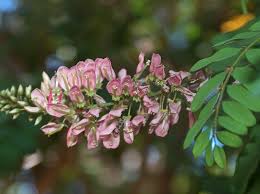 Image result for Indigofera filipes