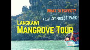 Kilim geoforest park as a world heritage. Mangrove Tour At Langkawi Malaysia Day Trip To Kilim Geoforest Park Youtube