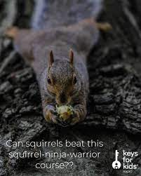 Can Squirrels Beat This Squirrel Ninja Warrior Course Adorable Cute Animals Animals Squirrel