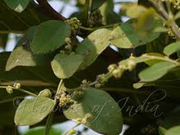 Image result for Cocculus hirsutus