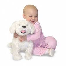 Pin On Bichon Stuff