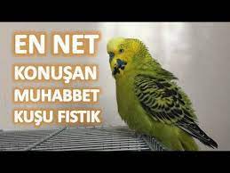 en net konusan muhabbet kusu fistik dinletkonussun youtube animals pets budgerigar