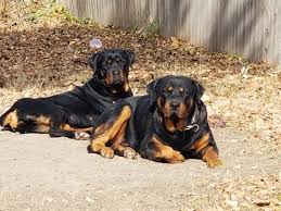 Visit us now to find the right rottweiler for you. Rottweiler For Sale In Waco 15 Petzlover