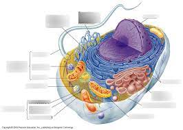 Prepared because aerobic, obligate definition quizlet technically not eluted by a different bacteria. Animal Cell And Functions Diagram Diagram Quizlet