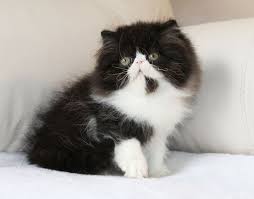 Black And White Persian Cat Alfenloch Genies Gems Black White Female Persian Kitten Persian Kittens Persian Cat White Persian Cat