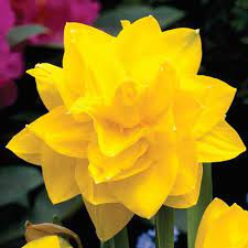 Maybe you would like to learn more about one of these? Double Daffodil Golden Ducat K Van Bourgondien