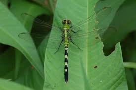 Image result for Libellulidae