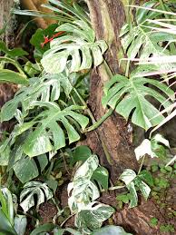 Pin On Plant Wishlist
