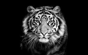 Tigre Tigre Photographie Fond Ecran Animaux Fond D Ecran Tigre