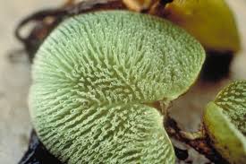 Image result for Salvinia hastata