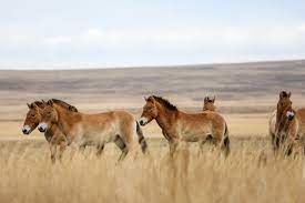 Where To See Wild Horses