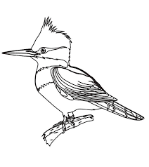 Nmos maintains two lists of rare new mexico nmbrc has developed a rare/unusual bird report form, which may be used as is or as a guide in reporting birds of interest: New Mexico Birds Coloring Pages Bird Coloring Pages Coloring Pages Bird Clipart