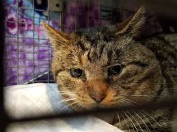 The pet doctor of flushing. Aspca Spay Neuter Clinic For Rescue Professionals Only 70 25 83rd St Flushing Ny 11385 Usa