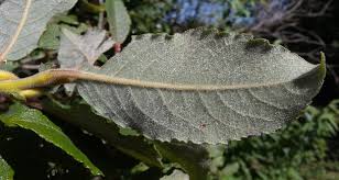 Image result for Goat Willow