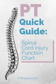 Spinal Cord Injury Level Quick Reference Spinal Cord