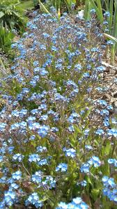 Installez les plants à au moins 10 cm de profondeur, en étalant bien les racines, puis comblez avec de la terre enrichie d'une bonne fumure. Un Si Beau Week End De Printemps Le Potager D Irene