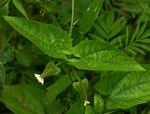 Image result for Thunbergia reticulata