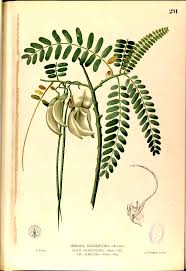 Image result for Sesbania