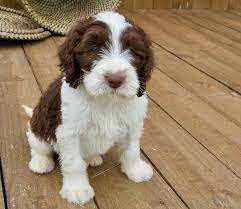 Loveable Springerdoodle Pups For Sale Http Springerdoodles Com Sproodle Puppies Doodle Dog Breeds Springerdoodle