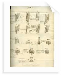 Third, the muscles of the torso do not move just the torso (vertebral column and rib cage) but also the shoulder girdle, which includes the scapula bones and there are many ways to categorize the torso muscles. Muscles Of The Human Torso Posters Prints By Joseph Constantine Carpue