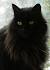 Long Haired Black Kitten