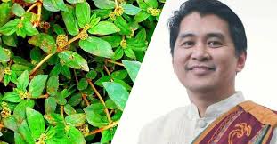 Phase 2 clinical trial for tawa-tawa as COVID-19 cure underway