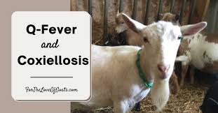 Image result for Q Fever