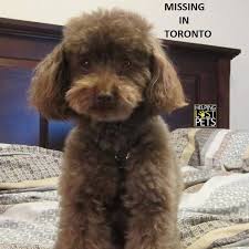 We did not find results for: Lost And Found Pets Of Ontario Home Facebook