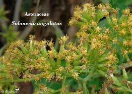 Image result for Solanecio