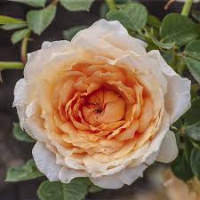We did not find results for: Edith S Darling Rose K Van Bourgondien Wholesale Flower Bulbs And Perennials