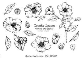 Download Camellia Logo Vectors Free Download
