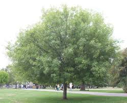 Image result for Fraxinus velutina