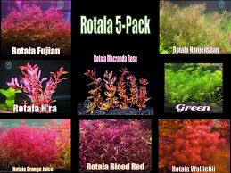 Image result for Rotala milne-redheadii