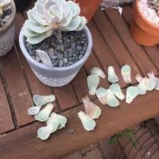 Root rot is a disease in plants, in which the roots of a plant rot and decay. Succulent Root Rot What It Is And How To Treat It
