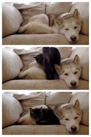 Maybe you would like to learn more about one of these? Cuddling Cats Know Your Meme