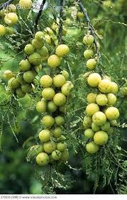 This bitter tasting fruit can be found growing on a hardy tree which reaches heights up to 60 feet. How To Grow Amla Tree Growing Amla Indian Gooseberry Everything About Garden